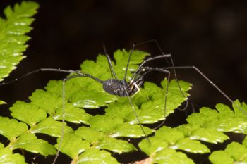 Media type: image; Invertebrate Zoology 152007